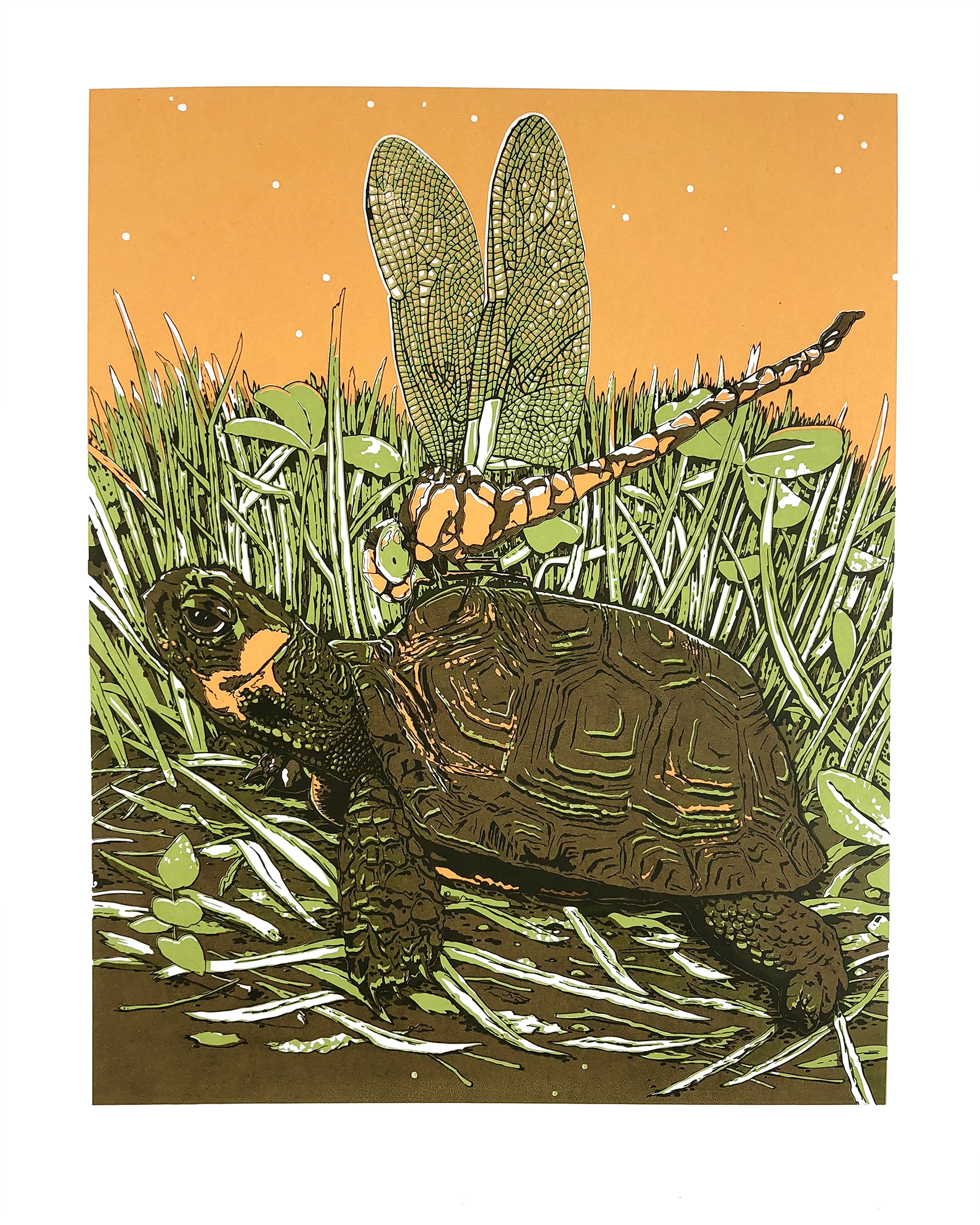 Bog turtle